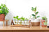 Glass Planter Bulb Vase with Retro Solid Wooden Stand and Metal Swivel Holder for Hydroponics Plants